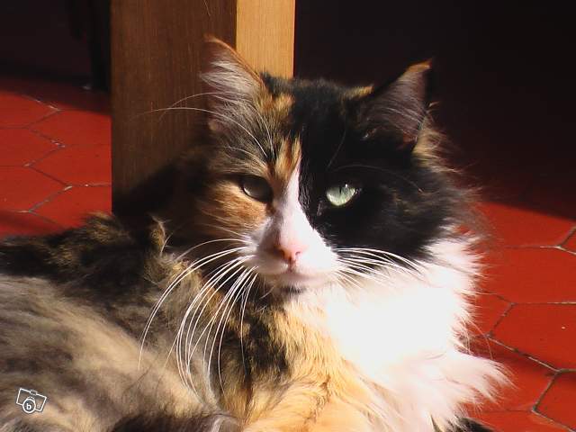 Femelle Tricolore Poils Longs Forum Libre Animaux Forum Animaux Doctissimo Femelle Tricolore Poils Longs Forum Libre Animaux Forum Animaux Doctissimo