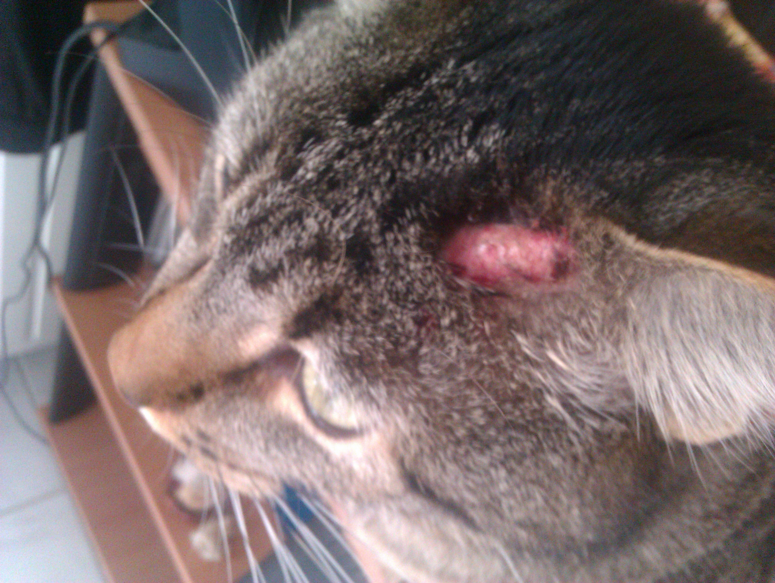Croute Bizarre Sur Mon Chat Medecine Veterinaire Forum Animaux Doctissimo Croute Bizarre Sur Mon Chat Medecine Veterinaire Forum Animaux Doctissimo
