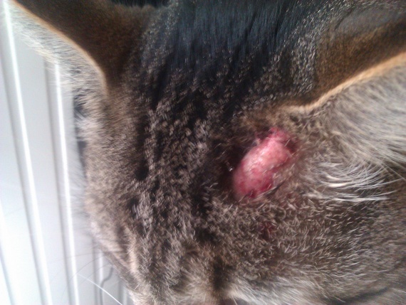 Croute Bizarre Sur Mon Chat Croute Bizarre Sur Mon Chat