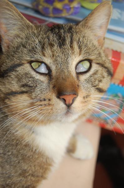 Si Quelqu Un Peu M Aide Mon Chat Bizzard Chats Forum Animaux Doctissimo Si Quelqu Un Peu M Aide Mon Chat Bizzard Chats Forum Animaux Doctissimo