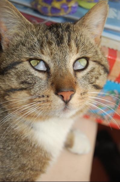 Si Quelqu Un Peu M Aide Mon Chat Bizzard Chats Forum Animaux Doctissimo Si Quelqu Un Peu M Aide Mon Chat Bizzard Chats Forum Animaux Doctissimo