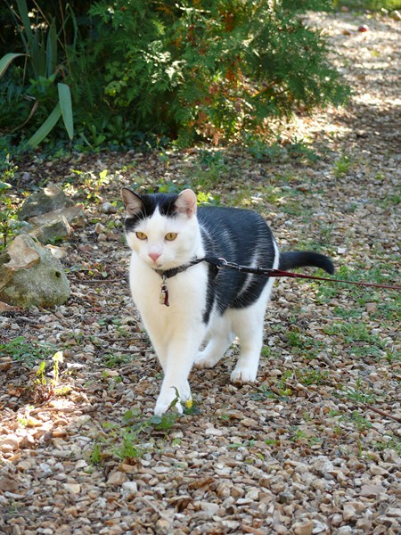 Bouche Entrouverte Chats Forum Animaux