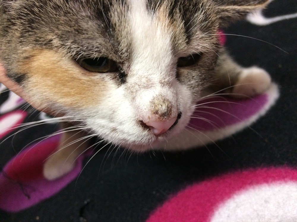 Grosse Croute Sur Le Nez Et Taches Rouge Sur Le Museau La Sante De Votre Chat Chats Forum Animaux Doctissimo Grosse Croute Sur Le Nez Et Taches Rouge Sur Le Museau La Sante De Votre Chat Chats Forum Animaux Doctissimo