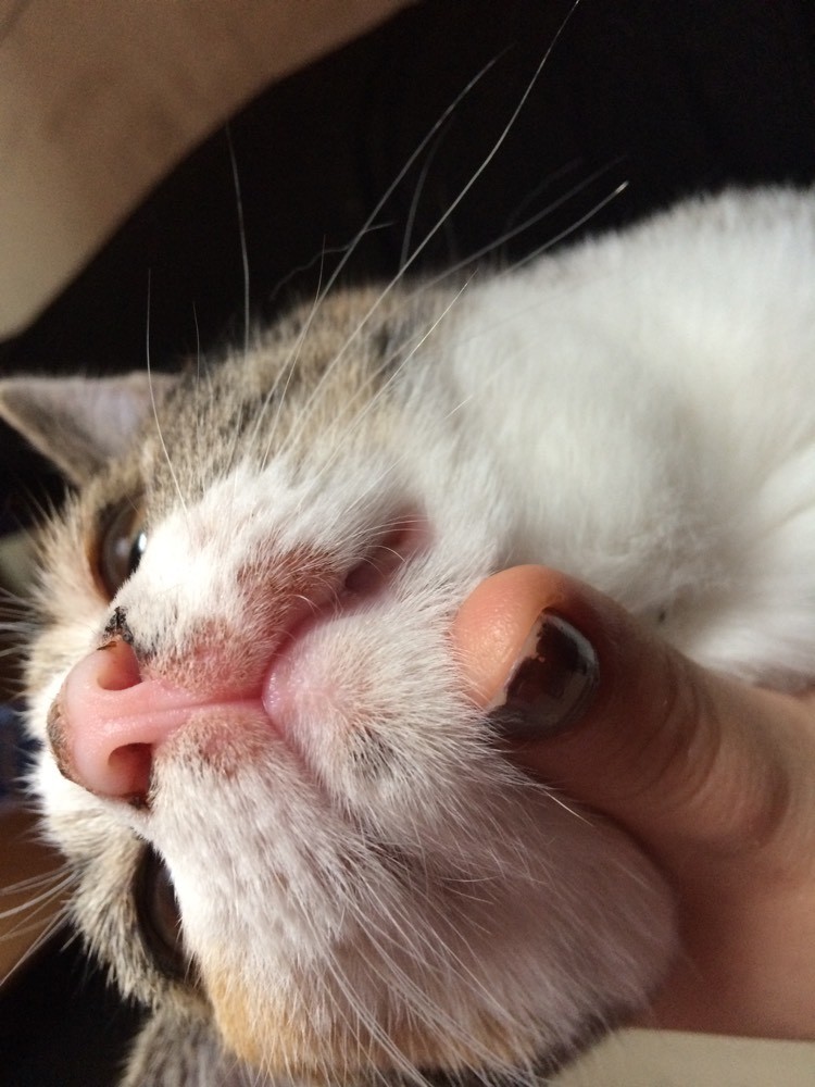 Grosse Croute Sur Le Nez Et Taches Rouge Sur Le Museau La Sante De Votre Chat Chats Forum Animaux Doctissimo Grosse Croute Sur Le Nez Et Taches Rouge Sur Le Museau La Sante De Votre Chat Chats Forum Animaux Doctissimo