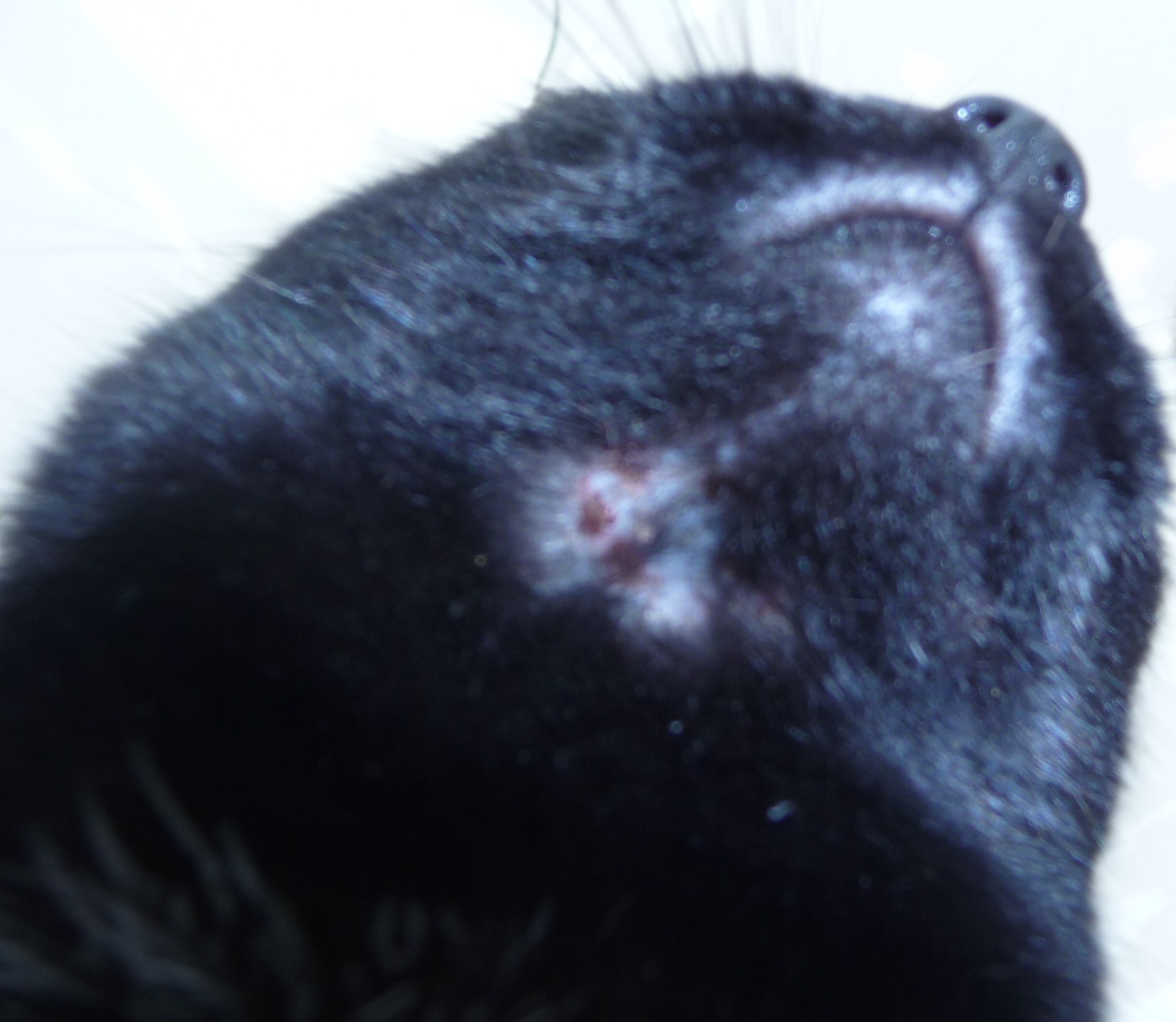 Mon Chat A Des Croutes Sous La Tete Chats Forum Animaux Doctissimo