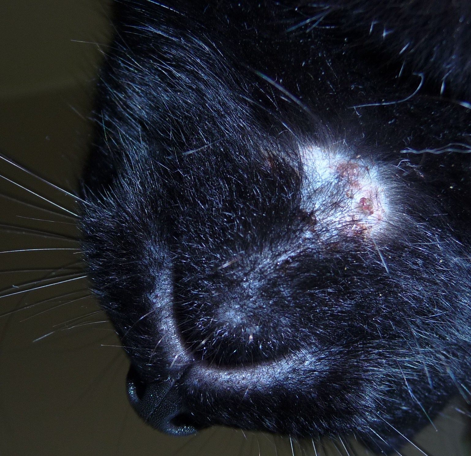 Mon Chat A Des Croutes Sous La Tete Chats Forum Animaux Doctissimo Mon Chat A Des Croutes Sous La Tete Chats Forum Animaux Doctissimo