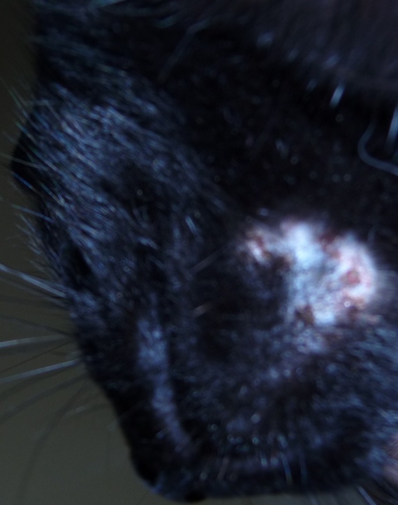 Mon chat à des croutes sous la tête