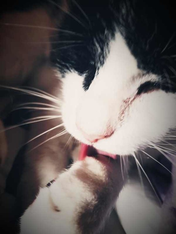 Mon Chat Est Mourant Mon Chat Est Mourant