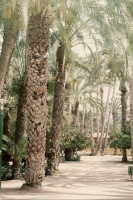 Alicante (Espagne) et la palmeraie d'Elche (5)