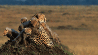 23- Cheetah and her Cubs