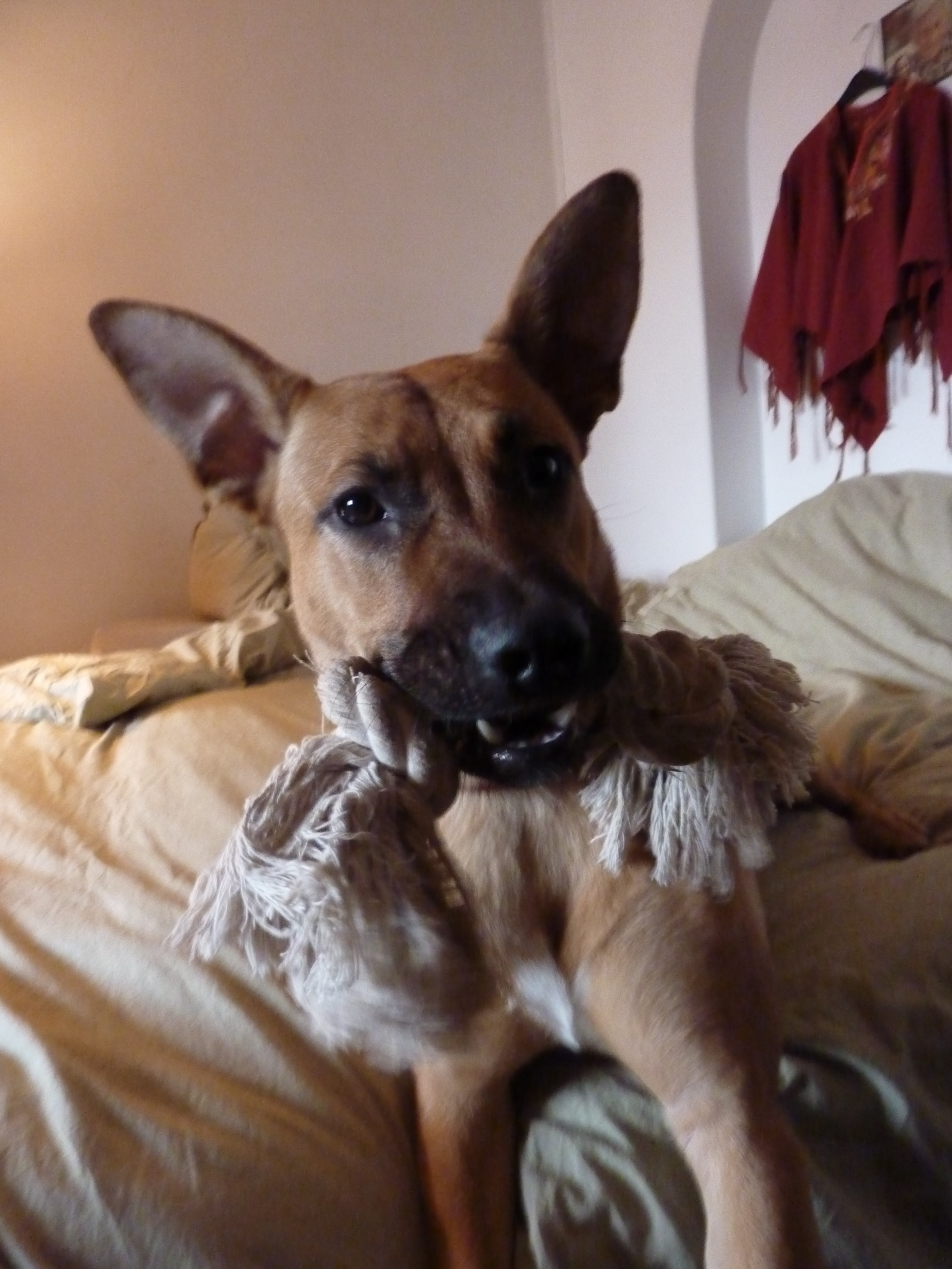 Chien Malinois Staff Categorie Page 2 Chiens Forum Animaux Doctissimo