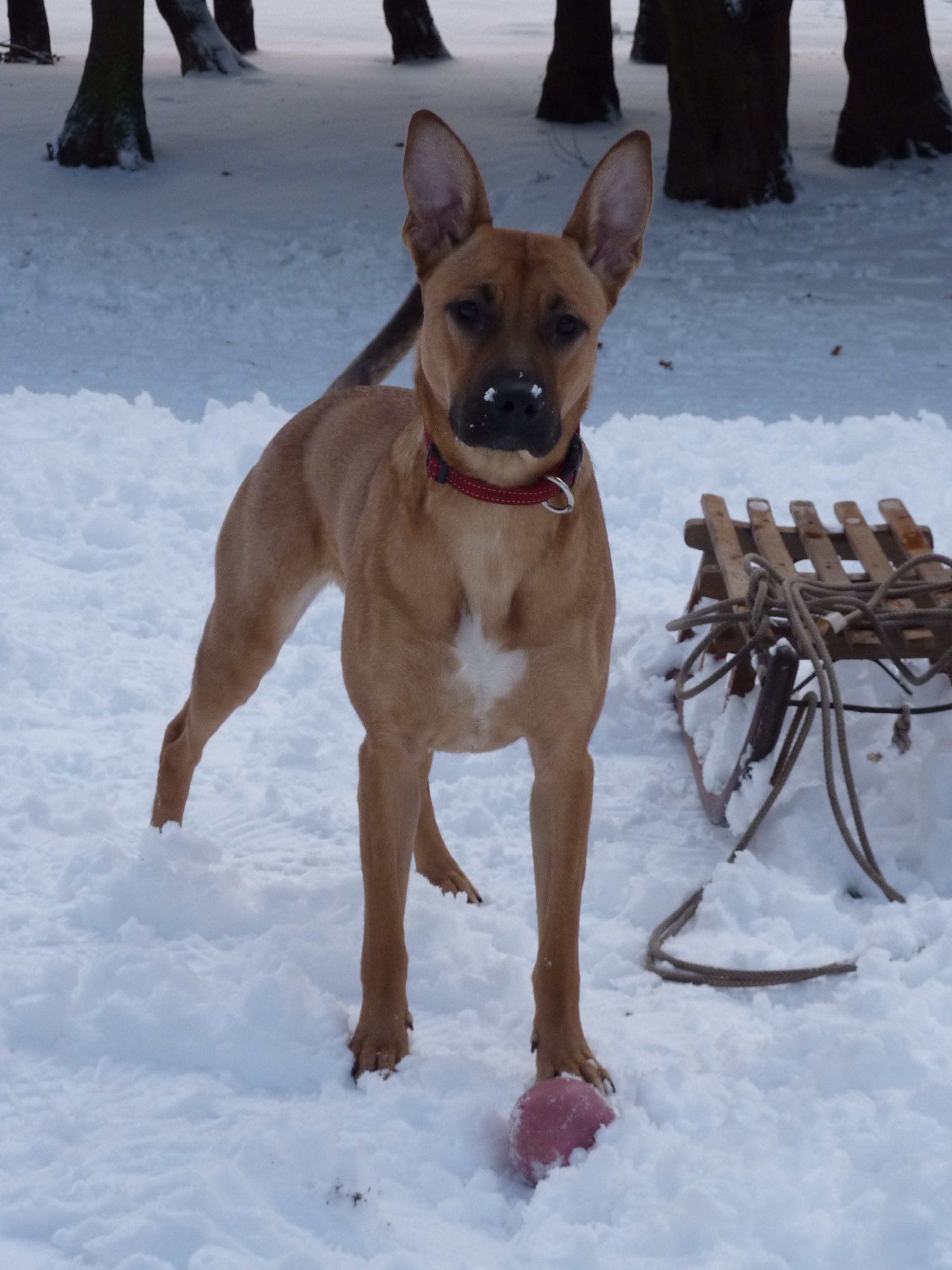 Chien Malinois Staff Categorie Page 2 Chiens Forum Animaux Doctissimo