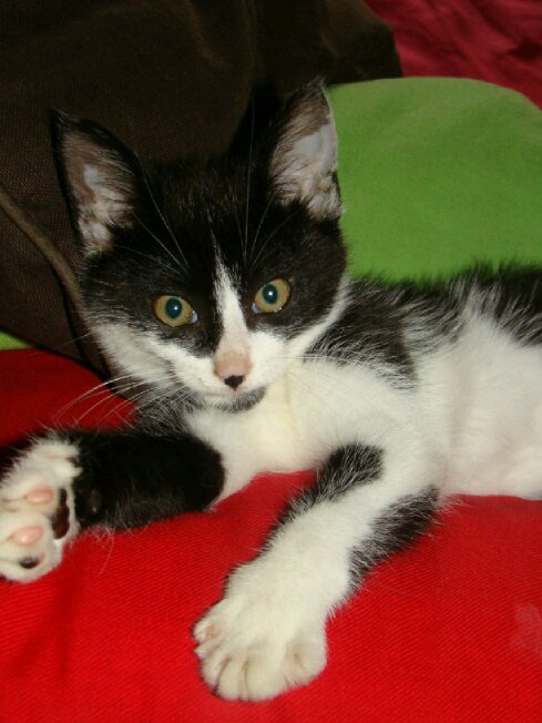 Chaton De 3 Mois Qui Ne Grossit Pas Chats Forum Animaux Doctissimo Chaton De 3 Mois Qui Ne Grossit Pas Chats Forum Animaux Doctissimo