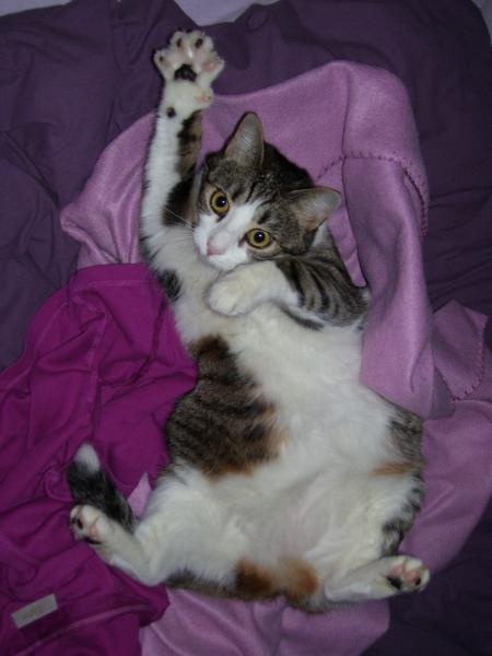 Mon Chat M'attaque Mais Pas Mon Copain Chatte très agressive - Chats - FORUM Animaux