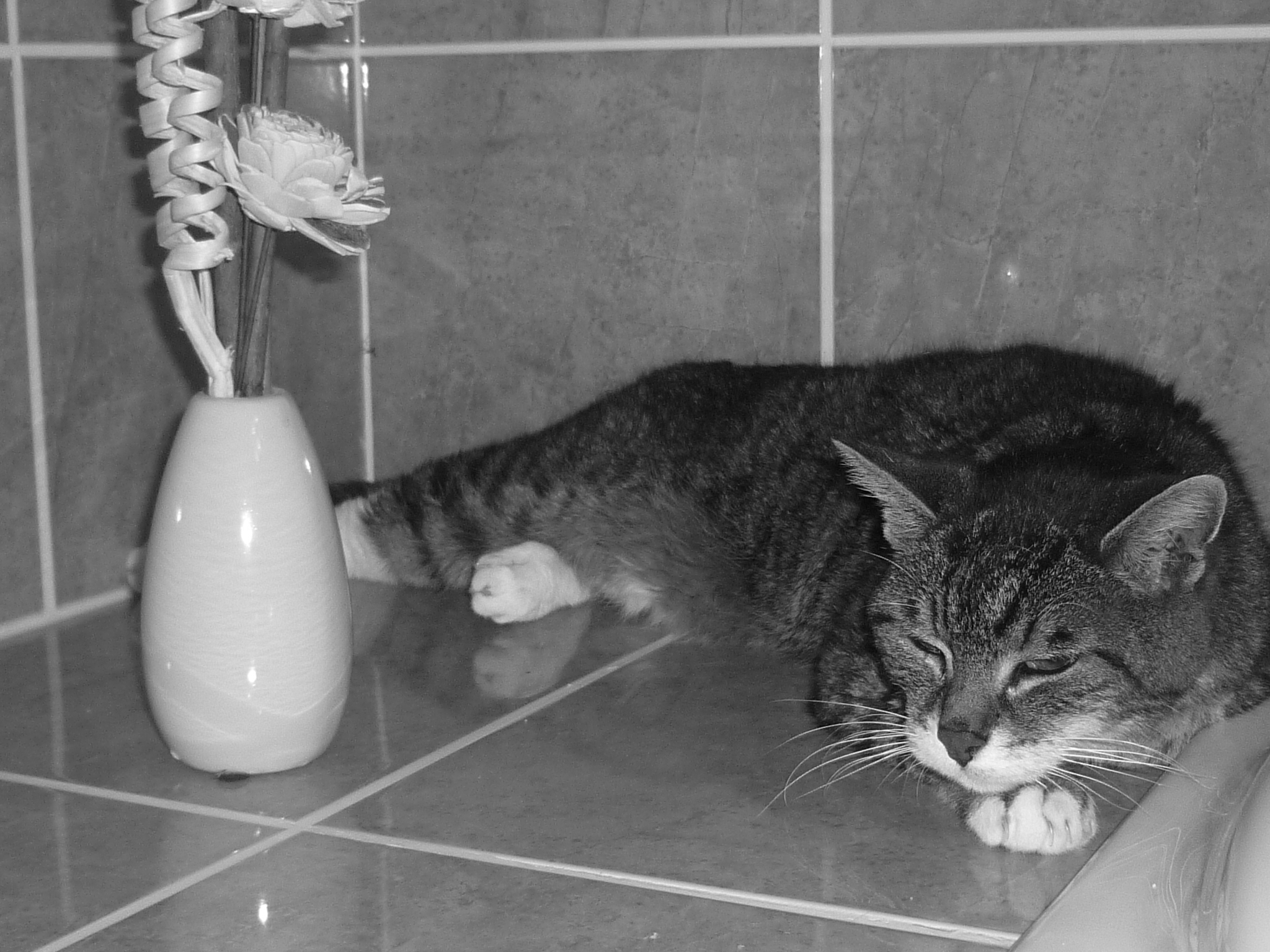 Adieu Mon Petit Chat D Amour Chats Forum Animaux Doctissimo