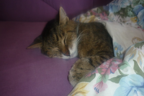 Adieu Mon Petit Chat D Amour