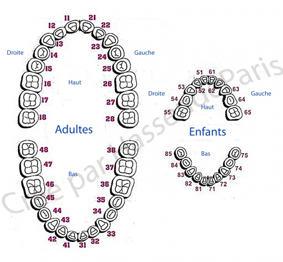 Numerotation des dents adultes & enfants