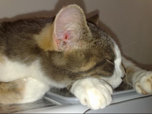 La Gale Des Oreilles Ou Non Chats Forum Animaux Doctissimo La Gale Des Oreilles Ou Non Chats Forum Animaux Doctissimo