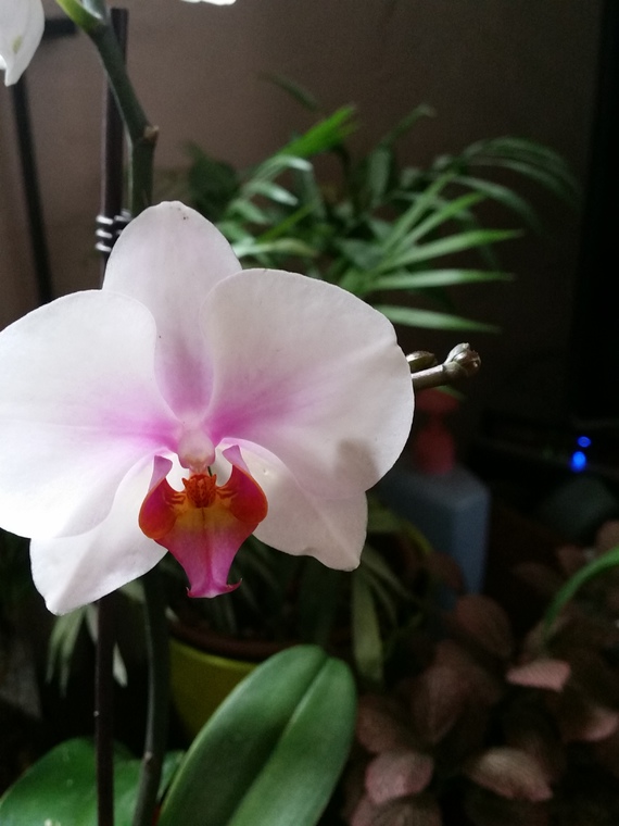 Comment s'occuper d'une orchidée ? - Jardinage - FORUM Vie ...