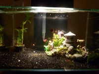 nouvel aquarium 1