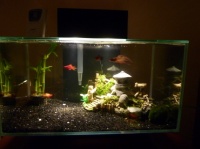 nouvel aquarium 2