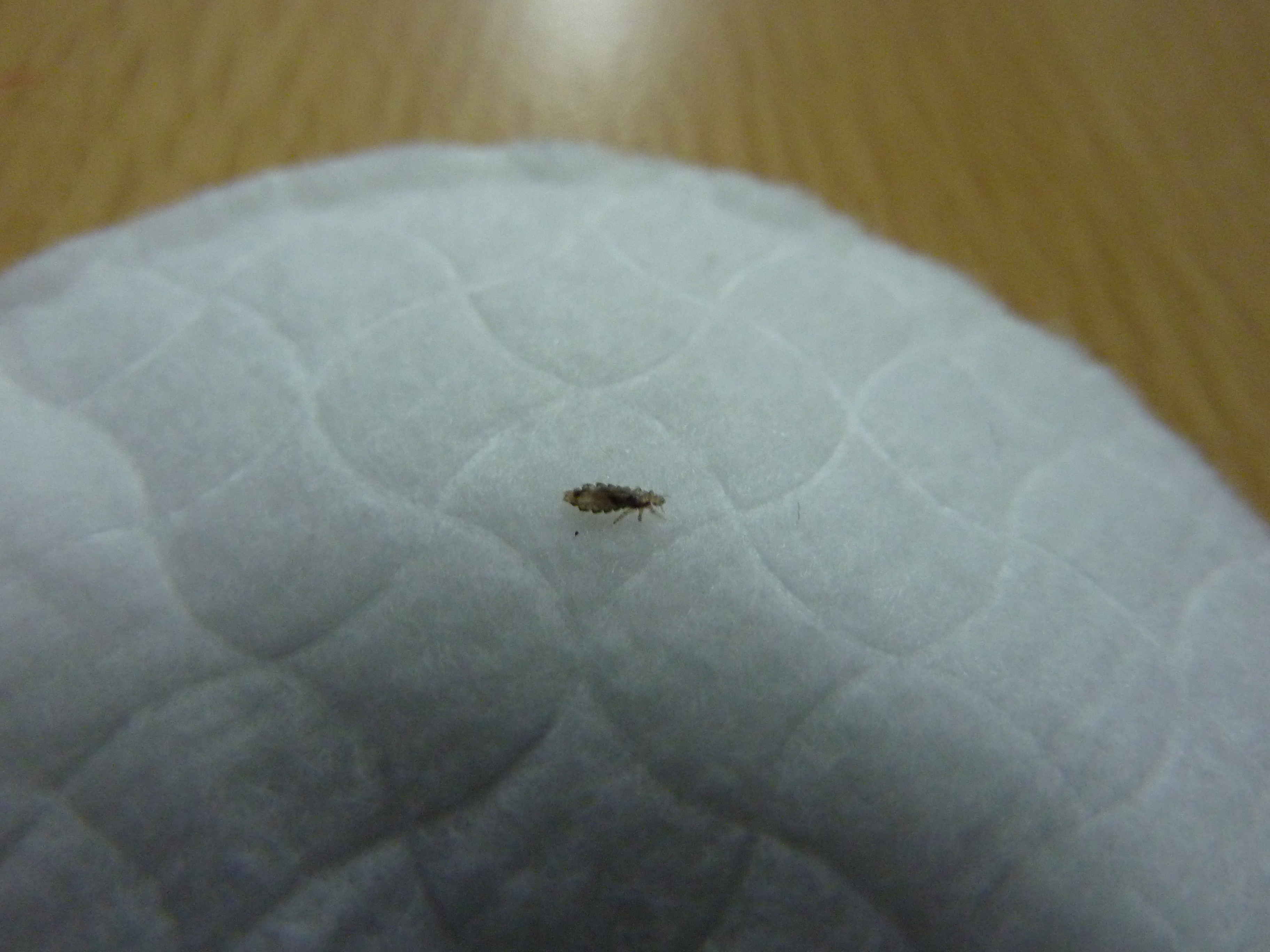 Poux Poux Et Lentes Forum Sante Doctissimo Poux Poux Et Lentes Forum Sante Doctissimo