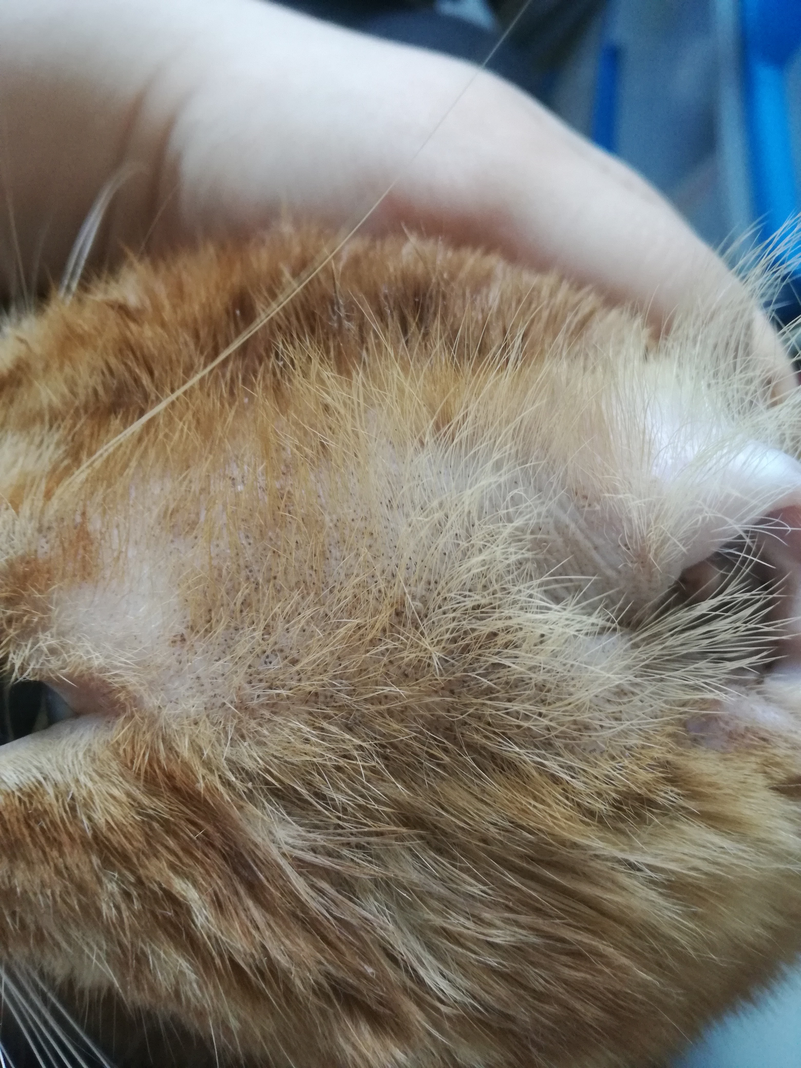 Petits Points Noirs Sur Tete De Mon Chat La Sante De Votre Chat Chats Forum Animaux Doctissimo Petits Points Noirs Sur Tete De Mon Chat La Sante De Votre Chat Chats Forum Animaux Doctissimo