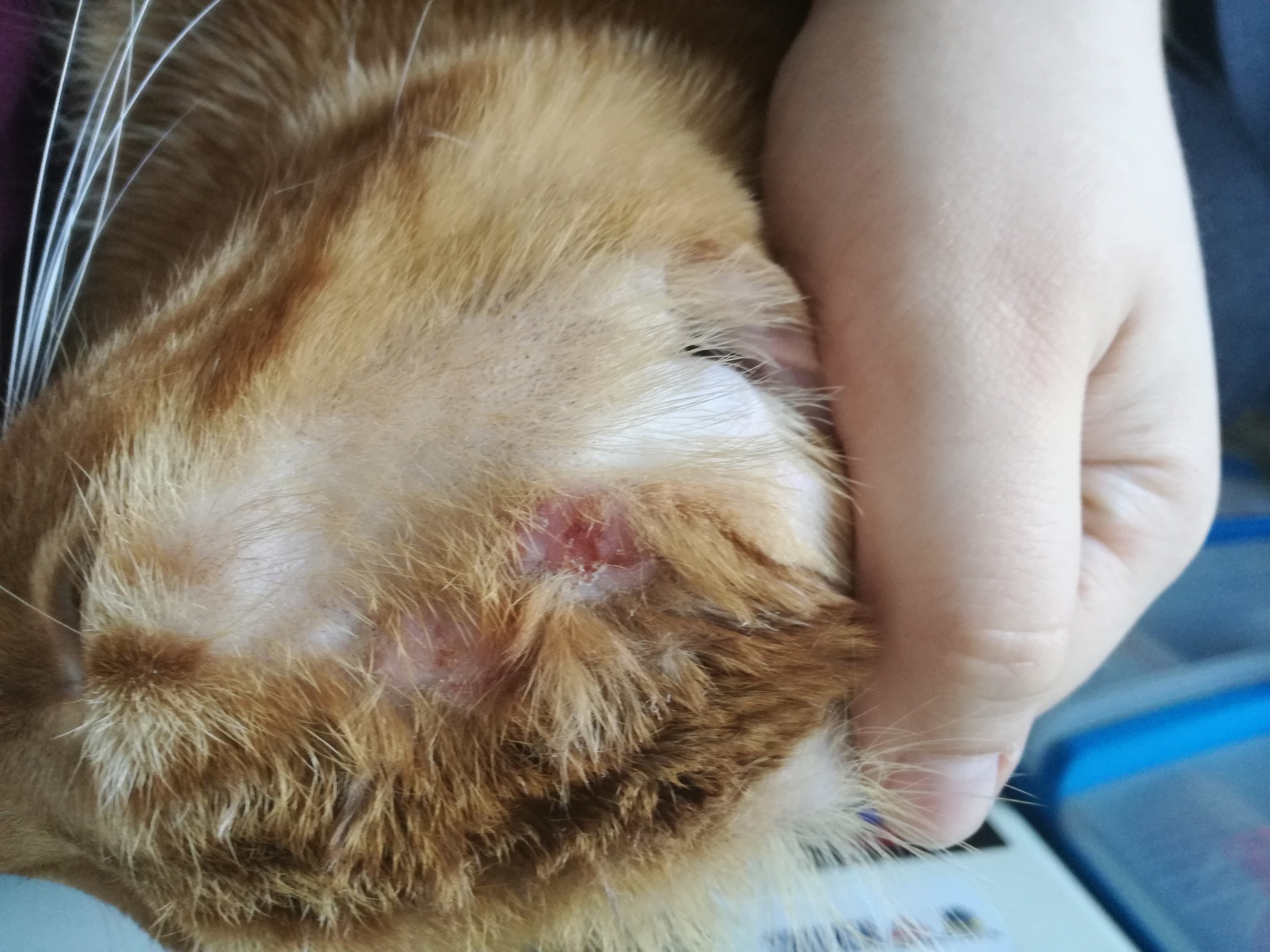 Petits Points Noirs Sur Tete De Mon Chat La Sante De Votre Chat Chats Forum Animaux Doctissimo Petits Points Noirs Sur Tete De Mon Chat La Sante De Votre Chat Chats Forum Animaux Doctissimo