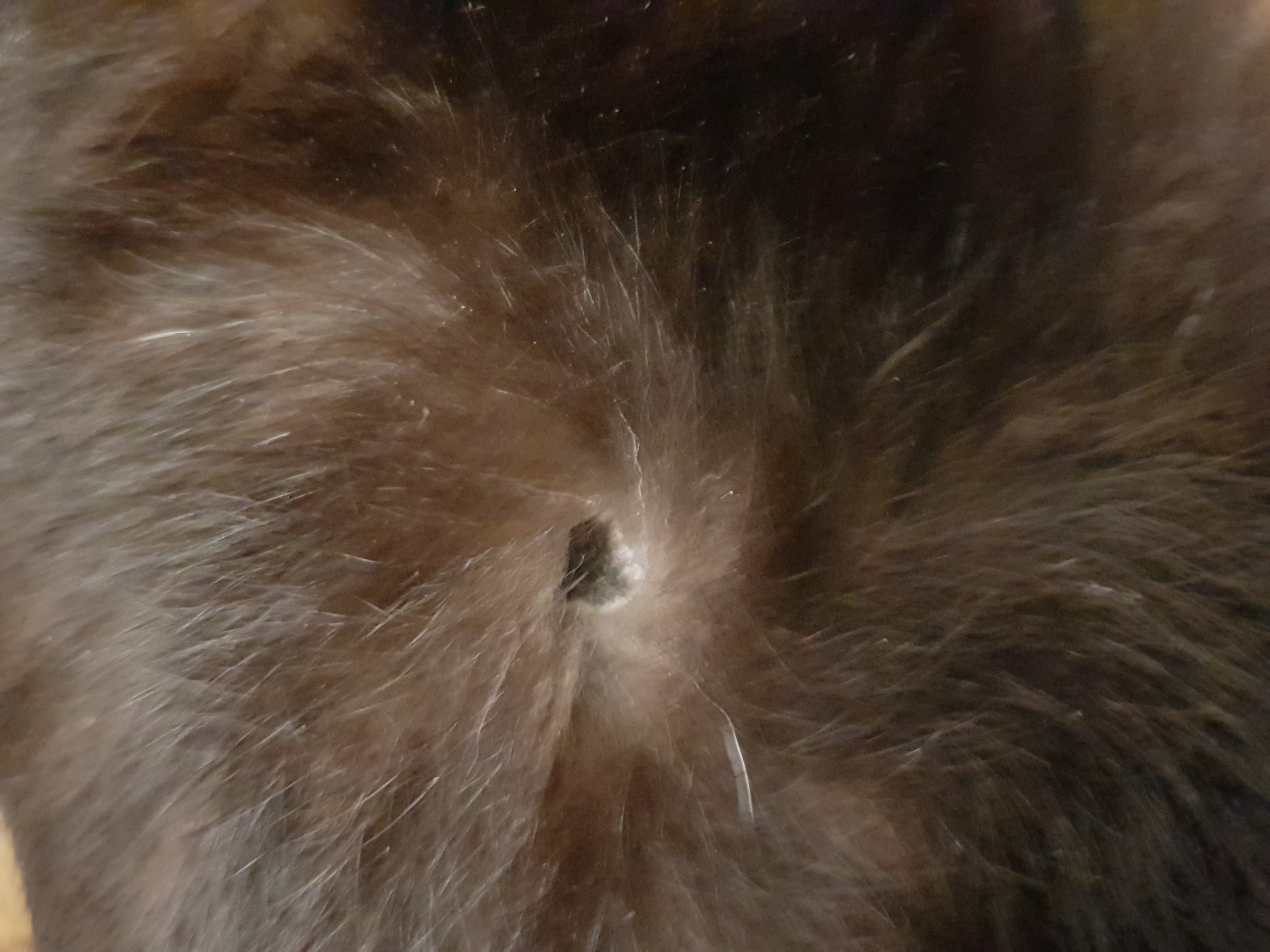 Tache Noir Peau Chat La Sante De Votre Chat Chats Forum Animaux Doctissimo Tache Noir Peau Chat La Sante De Votre Chat Chats Forum Animaux Doctissimo