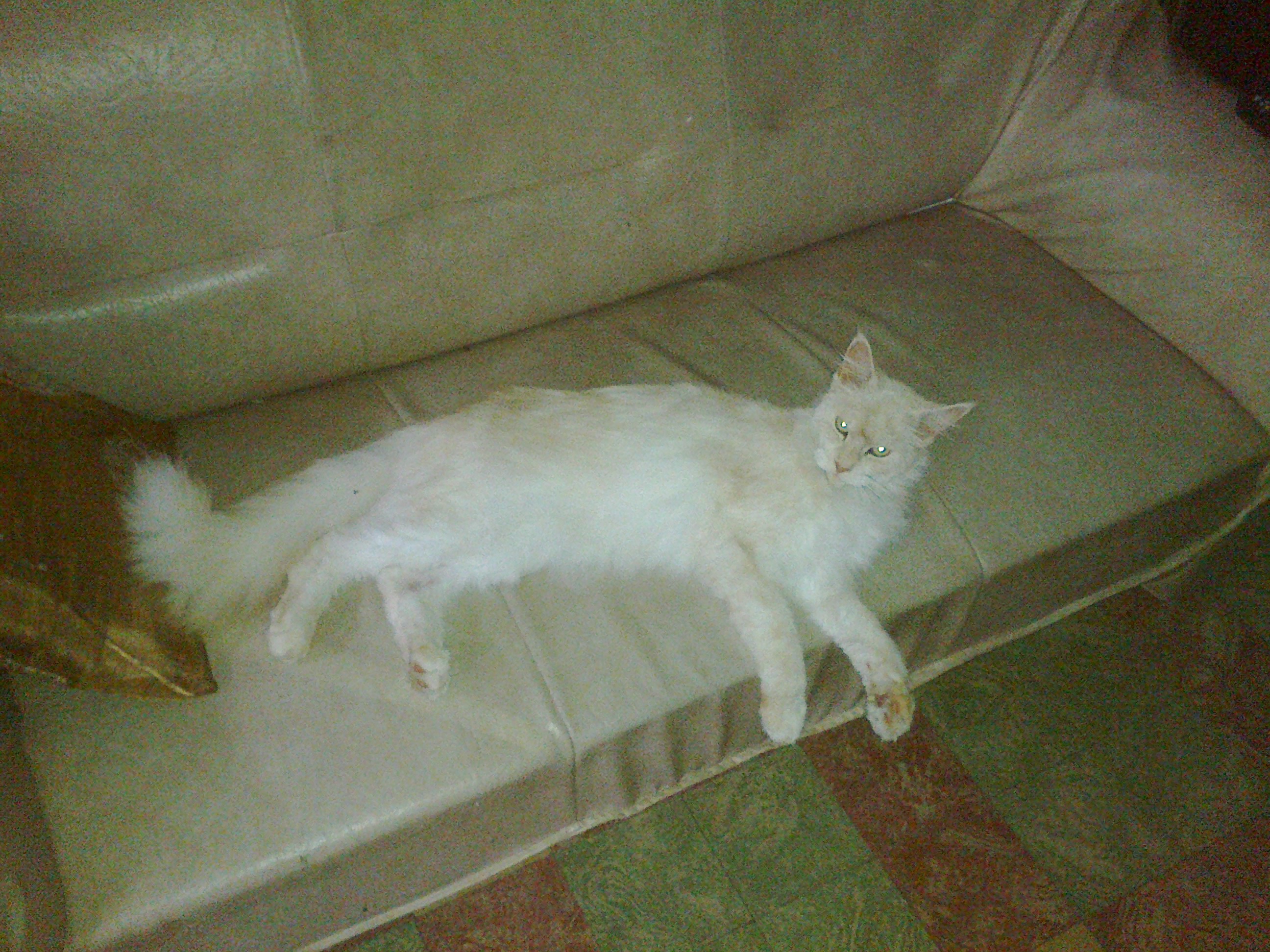 Maine Coon De Taille D Un Chat Normal Goutiere Chats Forum Animaux Doctissimo Maine Coon De Taille D Un Chat Normal Goutiere Chats Forum Animaux Doctissimo