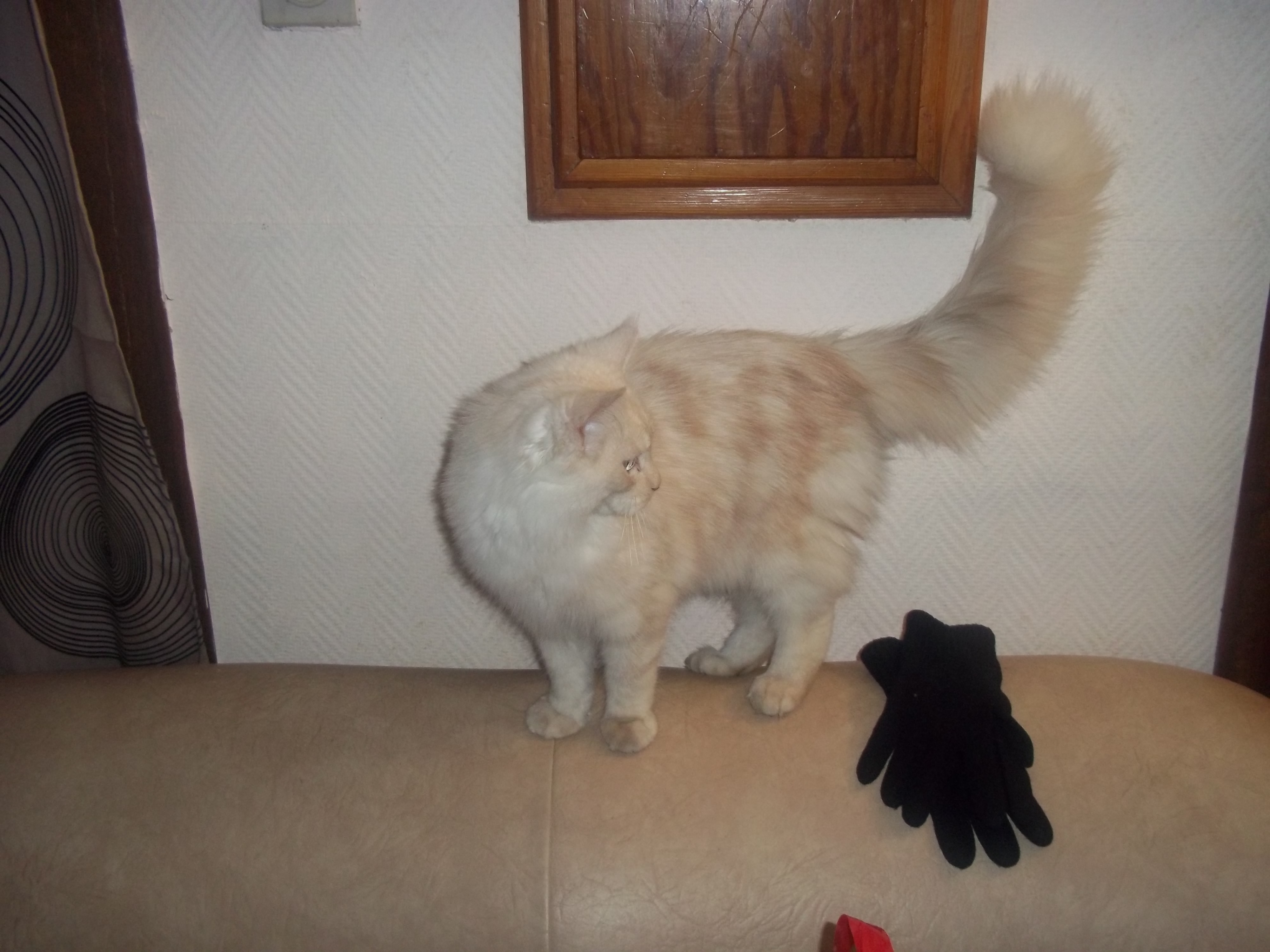 Maine Coon De Taille D Un Chat Normal Goutiere Chats Forum Animaux