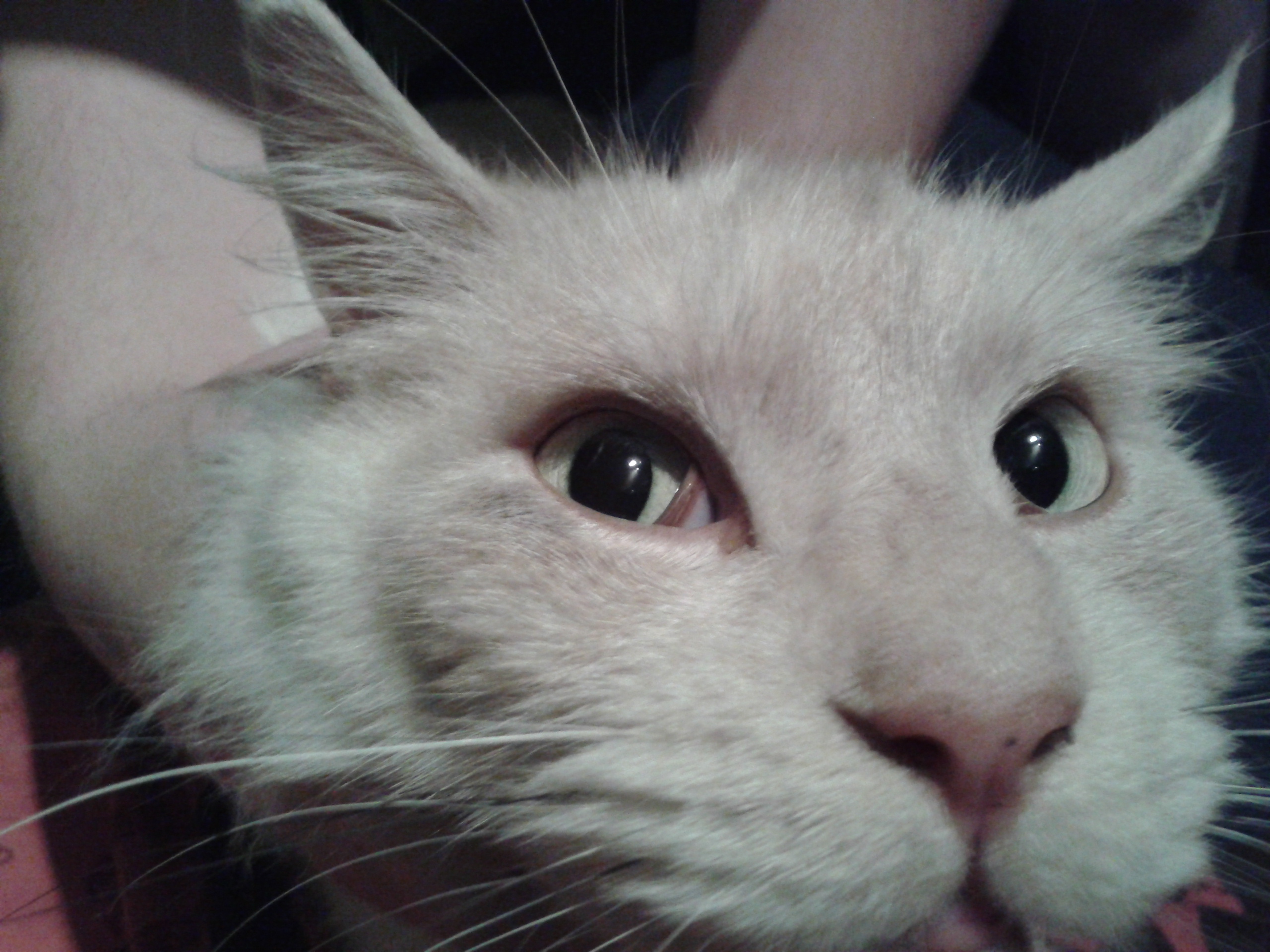 Yeux Bizard Chats Forum Animaux Doctissimo Yeux Bizard Chats Forum Animaux Doctissimo