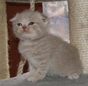 Nom De Chat Male En H Chats Forum Animaux Doctissimo Nom De Chat Male En H Chats Forum Animaux Doctissimo