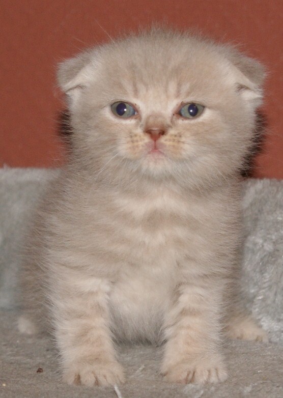 Nom De Chat Male En H Chats Forum Animaux Doctissimo Nom De Chat Male En H Chats Forum Animaux Doctissimo