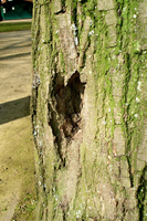 coeur d'arbre