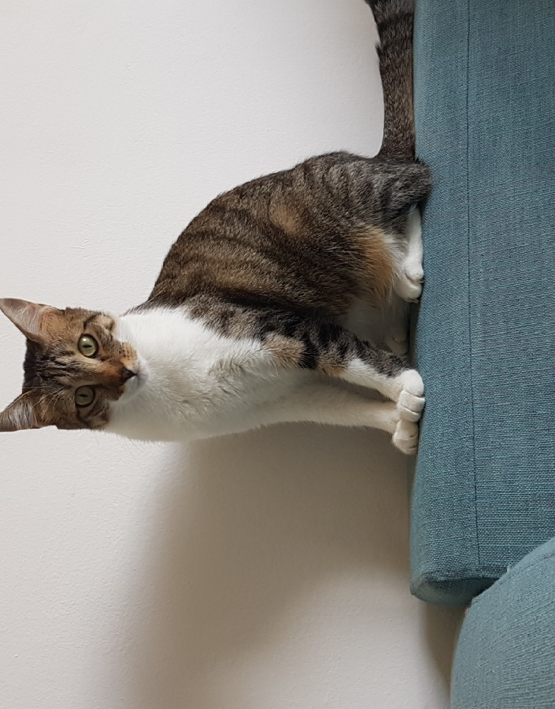 Chat Qui Fait Soudainement Pipi Partout Chats Forum Animaux Doctissimo Chat Qui Fait Soudainement Pipi Partout Chats Forum Animaux Doctissimo