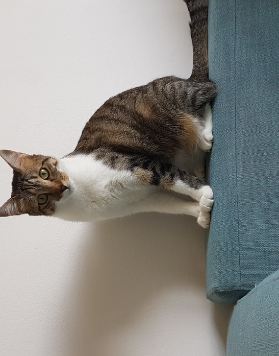 Chat Qui Fait Soudainement Pipi Partout Chats Forum Animaux Doctissimo Chat Qui Fait Soudainement Pipi Partout Chats Forum Animaux Doctissimo
