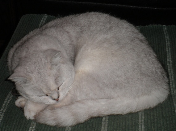 Mon gros chat blanc