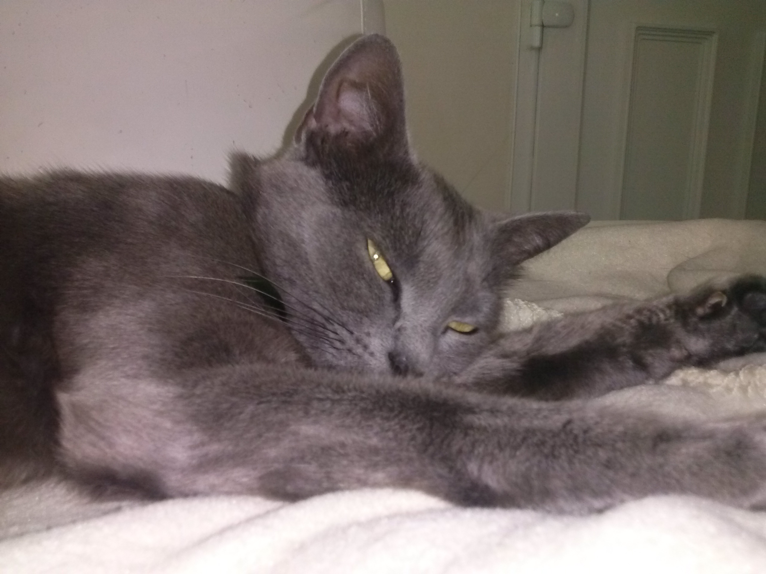 Gestation De Ma Chatte Perte Du Bouchon Muqueux Chats Forum Animaux Doctissimo Gestation De Ma Chatte Perte Du Bouchon Muqueux Chats Forum Animaux Doctissimo