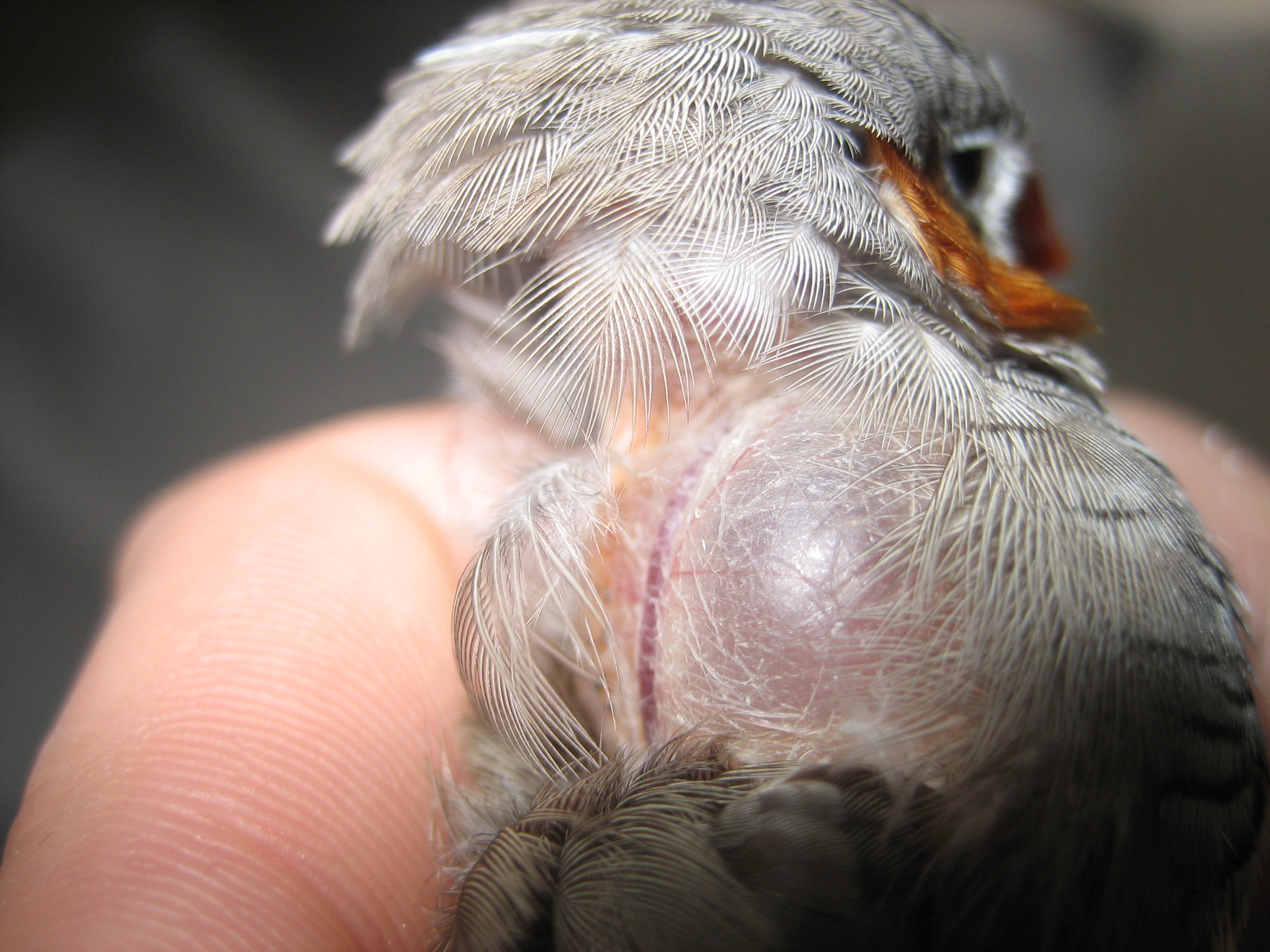 Diamant Mandarin Poche D Air Sur Le Cou Oiseaux Forum Animaux Doctissimo Diamant Mandarin Poche D Air Sur Le Cou Oiseaux Forum Animaux Doctissimo