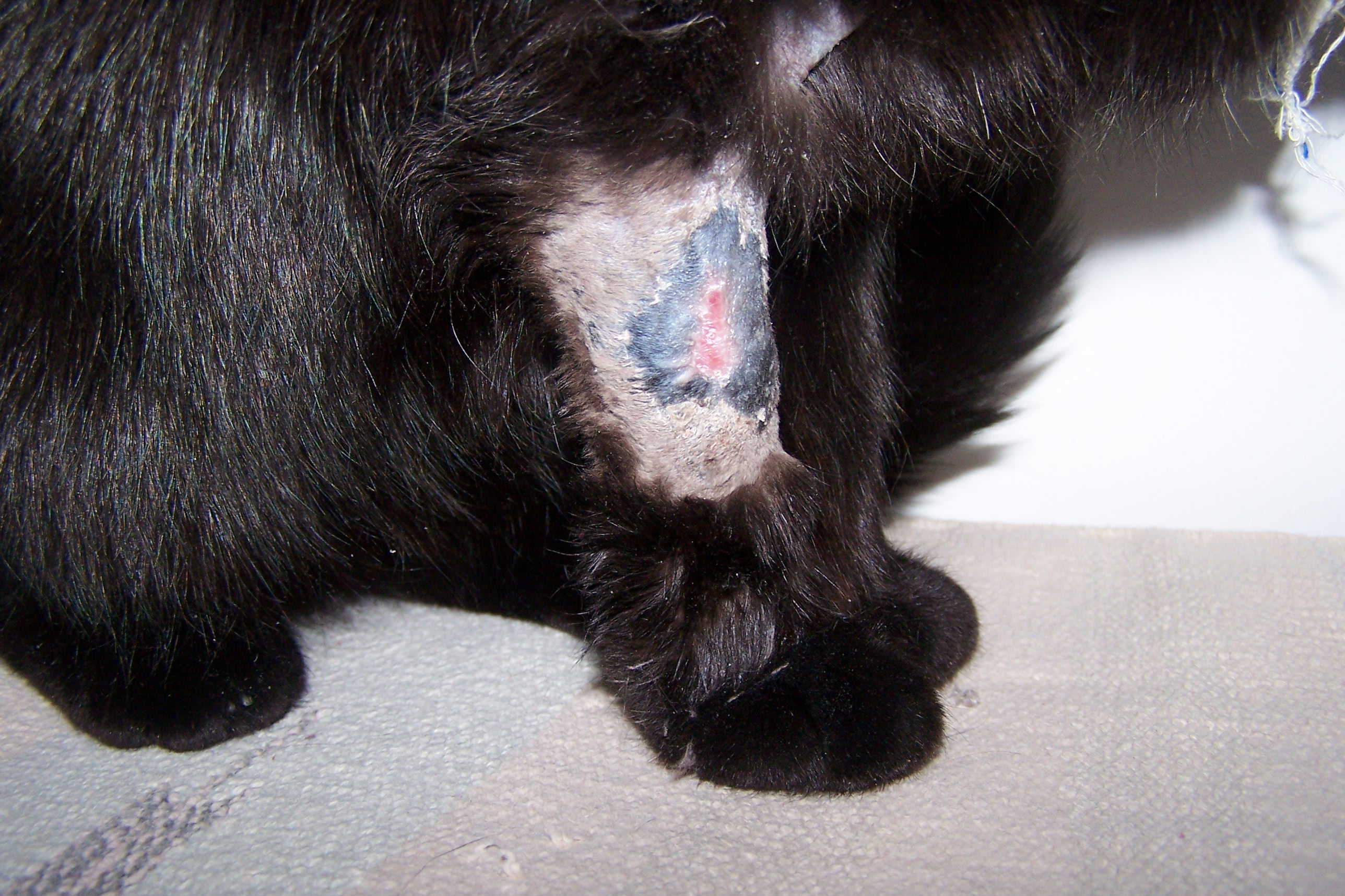 Maladie De Peau Du Chat Atopica Medecine Veterinaire Forum Animaux Doctissimo Maladie De Peau Du Chat Atopica Medecine Veterinaire Forum Animaux Doctissimo