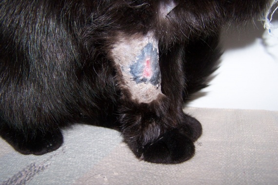 Maladie De Peau Du Chat Atopica Maladie De Peau Du Chat Atopica