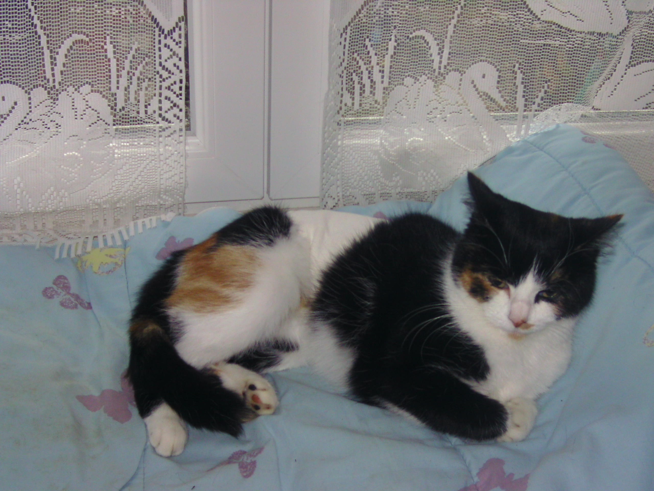 Ma Petite Kitty Ne Grossit Pas Et Ne Grandit Pas Chats Forum Animaux Doctissimo Ma Petite Kitty Ne Grossit Pas Et Ne Grandit Pas Chats Forum Animaux Doctissimo