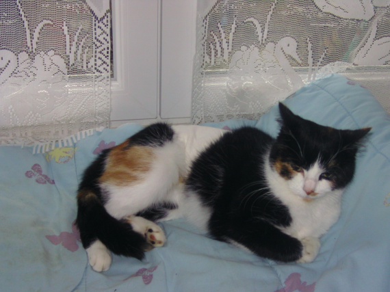 Ma Petite Kitty Ne Grossit Pas Et Ne Grandit Pas Ma Petite Kitty Ne Grossit Pas Et Ne Grandit Pas