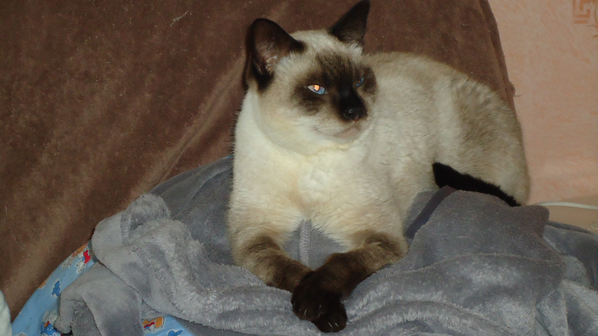 Les Petits Malades Du Calicivirus Post Ouvert Chats Forum Animaux Les Petits Malades Du Calicivirus Post Ouvert Chats Forum Animaux