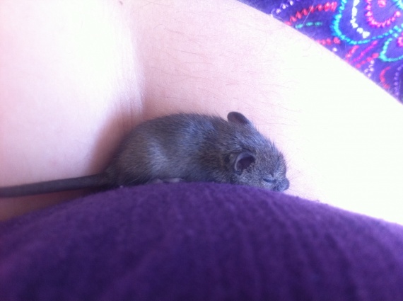 Besoin D Aide Trouve Petit Mulot Aux Yeux Ferme