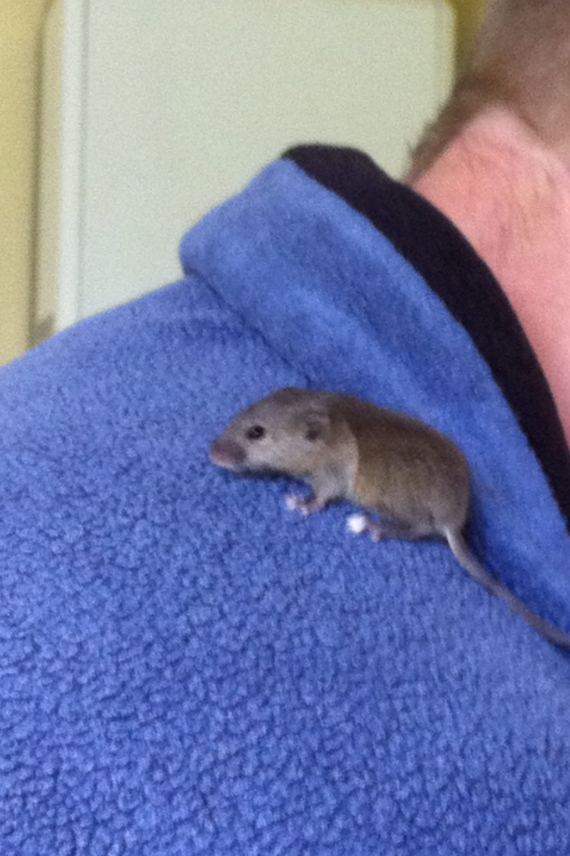 Besoin D Aide Trouve Petit Mulot Aux Yeux Ferme Hamsters Cochons D Inde Lapins Forum Animaux Doctissimo