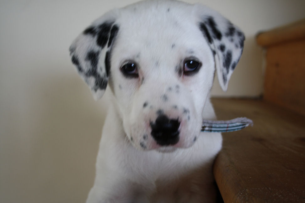 Est Ce Un Melange Boxer Labrador Chiens Forum Animaux Doctissimo