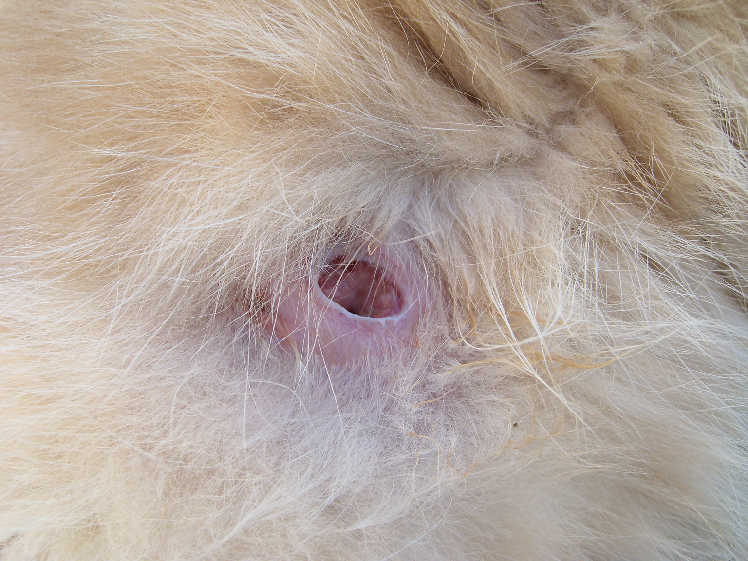 Blessure Grosseur Eclate Qu Est Ce Que C Est Chats Forum Animaux Doctissimo Blessure Grosseur Eclate Qu Est Ce Que C Est Chats Forum Animaux Doctissimo
