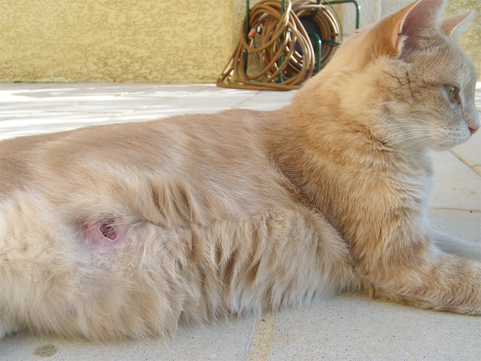Blessure Grosseur Eclate Qu Est Ce Que C Est Chats Forum Animaux Doctissimo Blessure Grosseur Eclate Qu Est Ce Que C Est Chats Forum Animaux Doctissimo